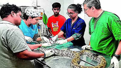 Mumbai: Python stops eating due to tumour, wolfs down a chicken after surgery