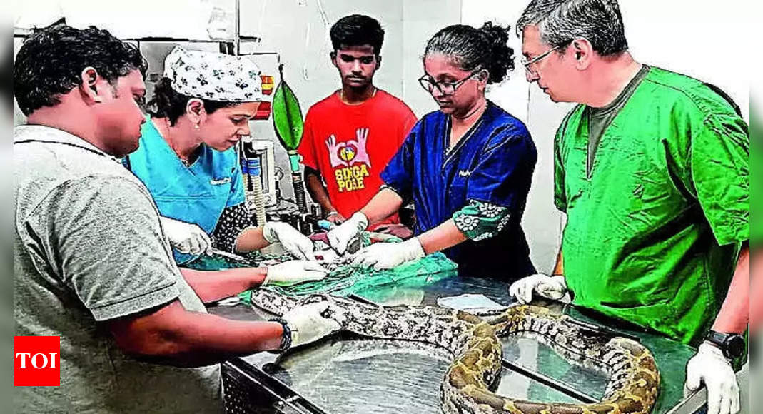 Python stops eating due to tumour, wolfs down a chicken after surgery