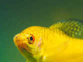 Intelligent fish species to keep in home aquariums