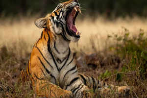 Madhya Pradesh: These 6 tiger reserves to remain closed till October