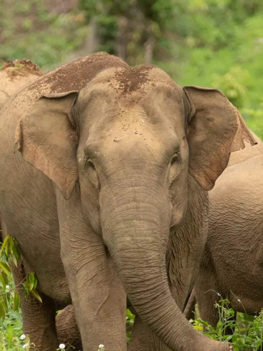 the-5-distinct-types-of-elephants-times-now