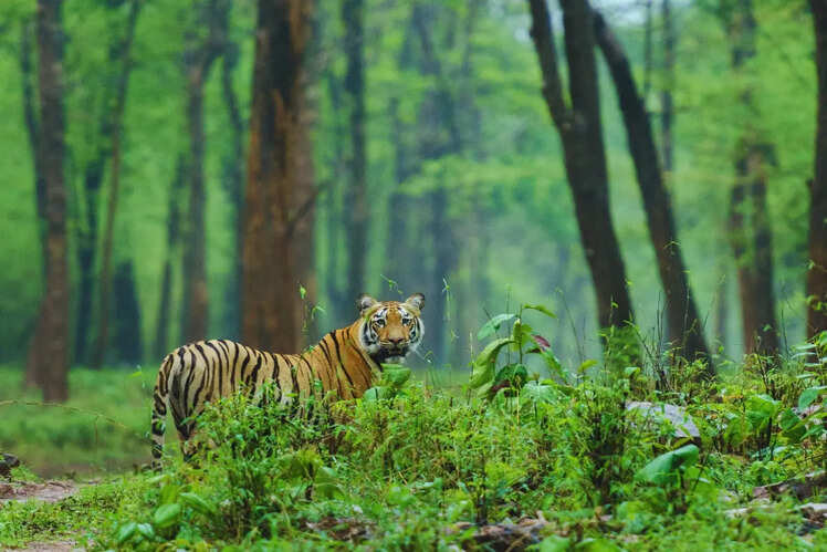 Tadoba Andhari Tiger Reserve, Maharashtra