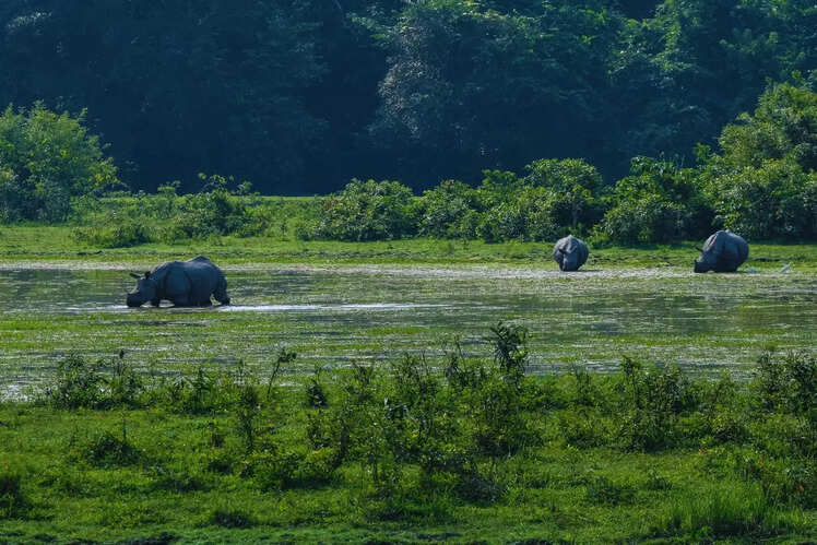 Kaziranga National Park, Assam