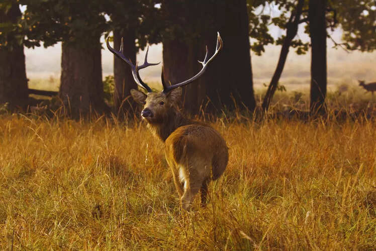 Kanha National Park, Madhya Pradesh