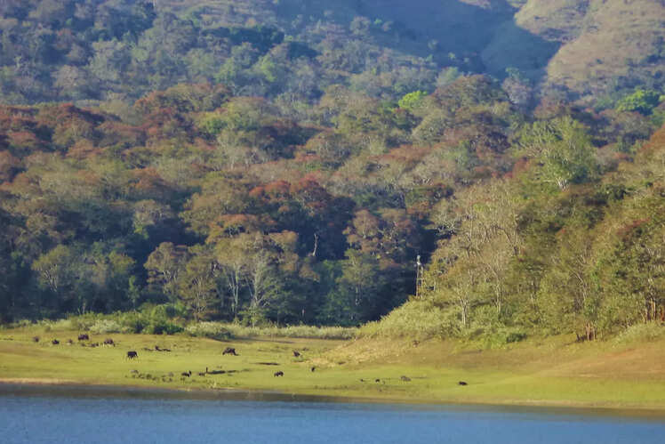 Periyar Wildlife Sanctuary, Kerala