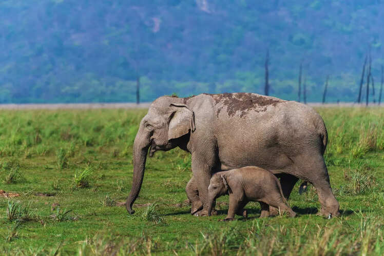 Jim Corbett National Park, Uttarakhand