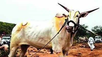 Karnataka farmer buys ox for Rs 18 lakh