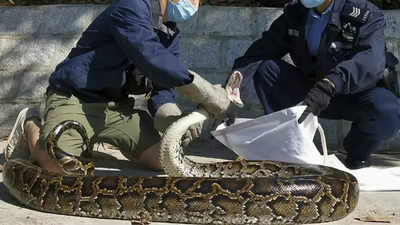 Missing Indonesian woman found inside Python in one piece