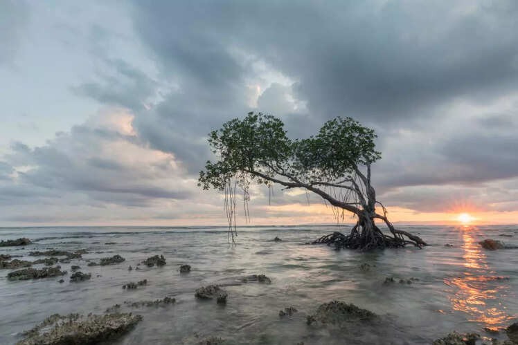 Neil Island Beaches, Andaman and Nicobar Islands