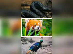 10 animals that are illegal to keep as pets in India