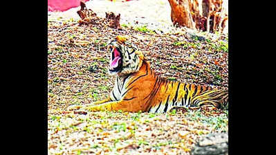 Tiger spotted in Nagarjunasagar