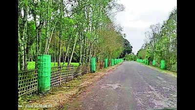 Villagers in Khumtai transform landscape with native trees