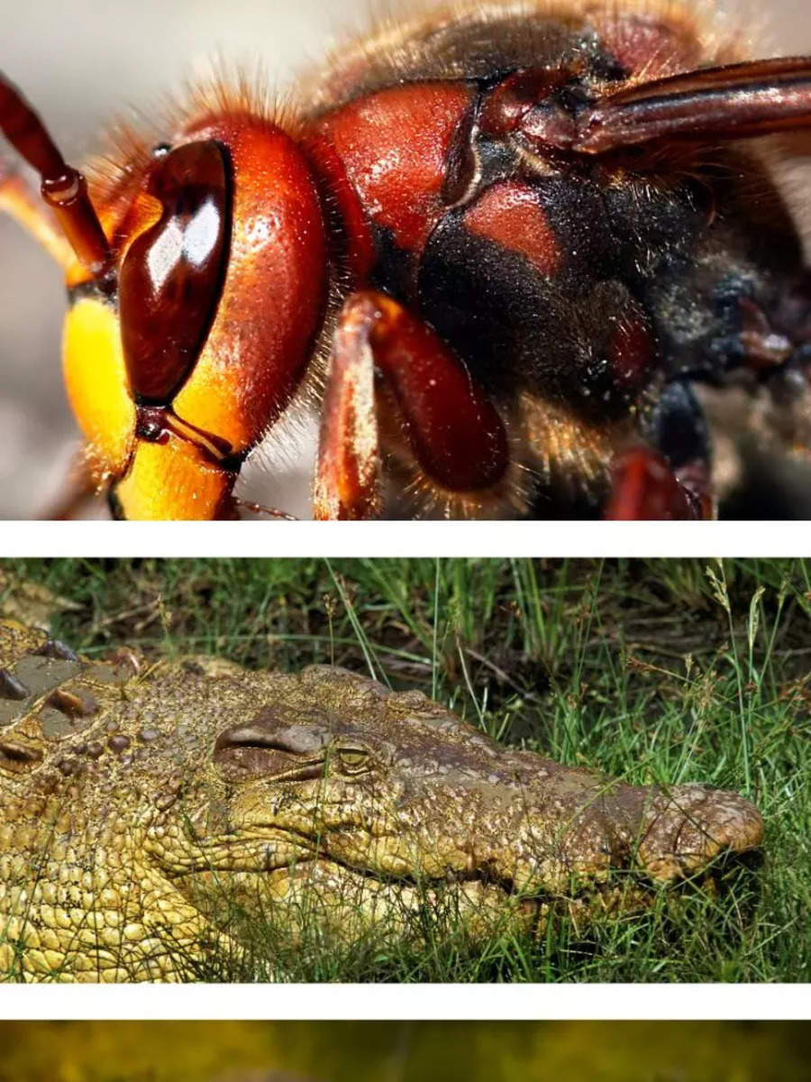 Top 10 Most Dangerous Animals in India | Times of India