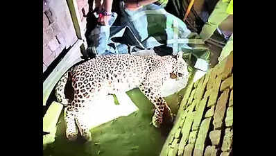 Leopard rescued from brick kiln