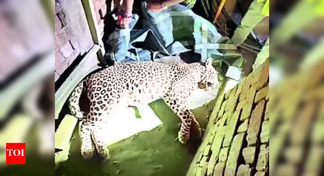 Leopard: Leopard rescued from brick kiln in Rajkot | Rajkot News ...