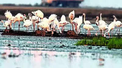 Lesser flamingos attempt urban nesting adventure in Gujarat's Bhavnagar