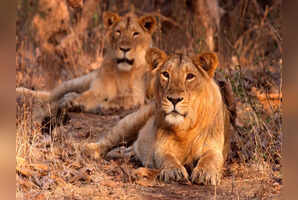 5 famous national parks in Gujarat for wildlife enthusiasts