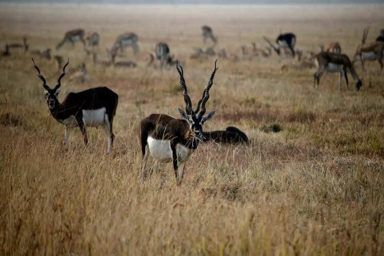 Velavadar National Park