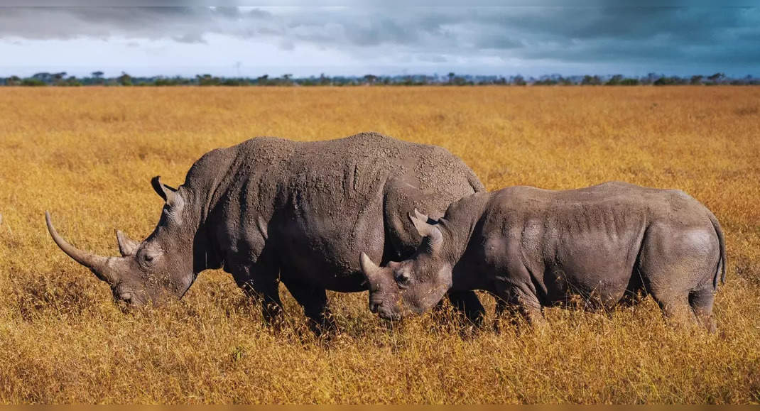 How is Africa leading the world in wildlife conservation?