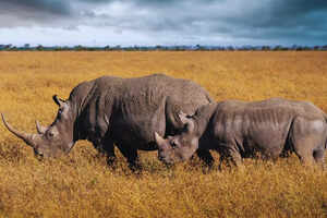 How is Africa leading the world in wildlife conservation?