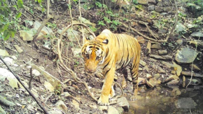 Two big cats that migrated from Kurnool make Nellore reserve forests their home