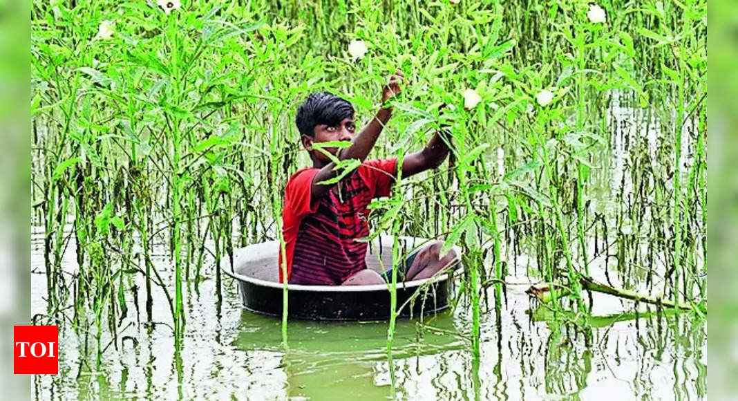 Flood: Assam Flood Situation Update: Over 24 Lakh People Affected, Kaziranga National Park Reports Animal Deaths | Guwahati News