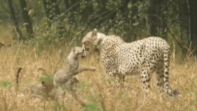 Heartwarming video: South African Cheetah 'Gamini' and cubs play in rain at Kuno National Park