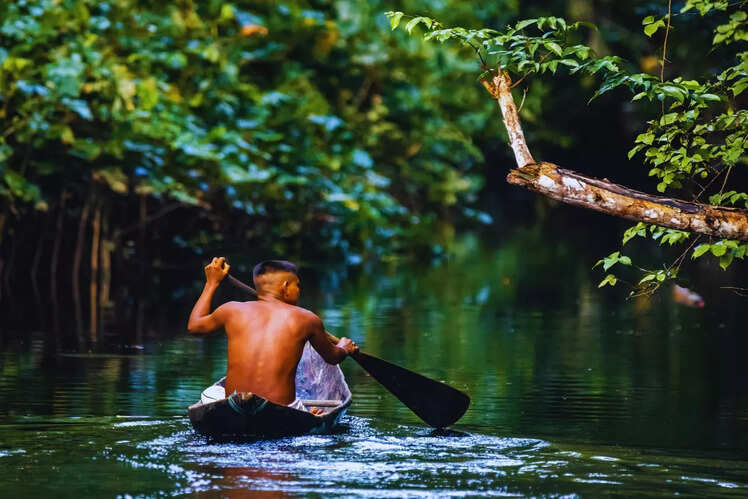 Amazon Rainforest, Brazil/Peru