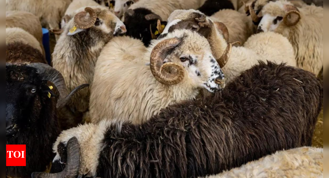 Shepherd, 60 sheep killed after being rammed by truck in Rajasthan ...