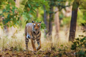 Wild Uttar Pradesh: Dudhwa National Park, a biodiversity and conservation haven