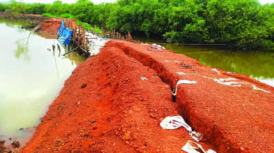 Repaired Carambolim bundh caves in, fear of inundation floods village