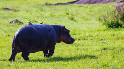Hippos can glide through the air, claims a new study