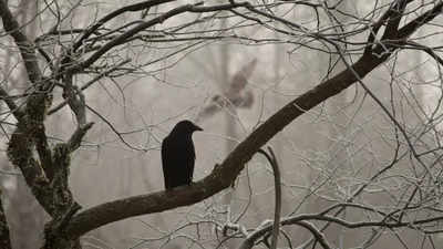 Crows are smarter than you think. Check out how.