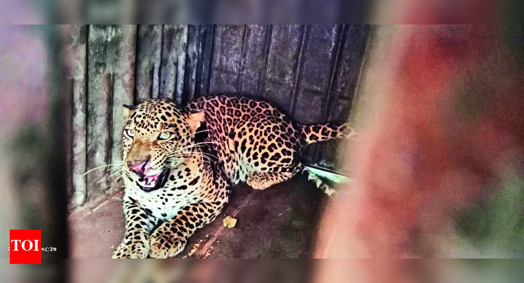 Leopard Rescued: Leopard rescued in Nashik Rd: Forest Department Saves ...