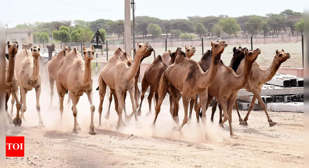 Is Rajasthan just years away from seeing its last camel? | India News - Times of India