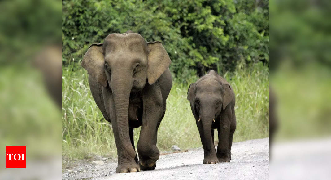 Sri Lanka pilgrims flee as elephant runs amok - Times of India