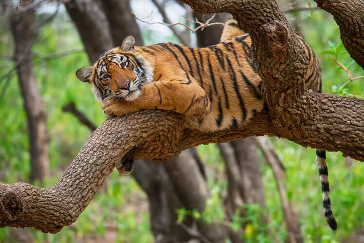 Periyar National Park, Kerala
