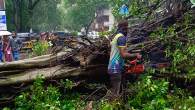 Gusty winds topple tree in Ghatkopar, one injured