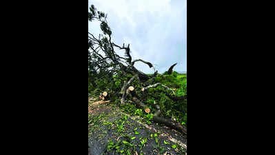 Divar’s beloved mango tree falls