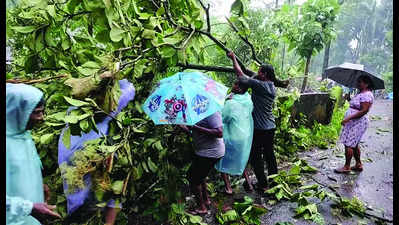 100 trees tumble in 15 minutes at Maina-Consua