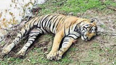 Ranthambore National Park tiger found dead, retaliation killing suspected