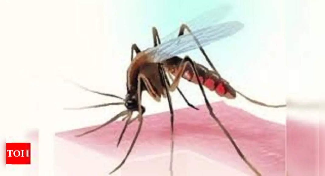 Karnataka records two dengue deaths in a day - The Times of India