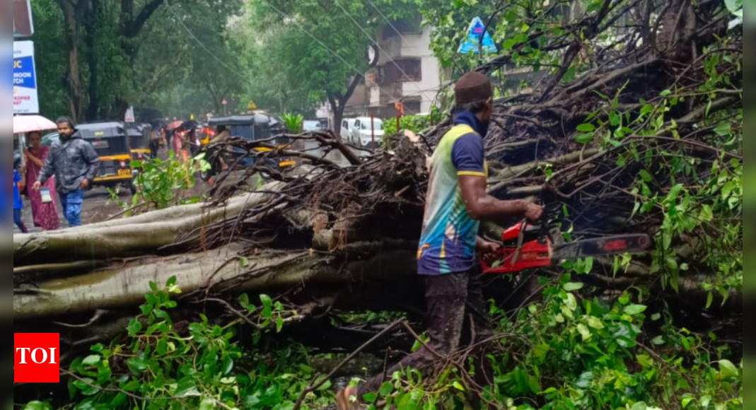 Tree Crash: Auto rickshaw driver injured in tree crash in Ghatkopar ...
