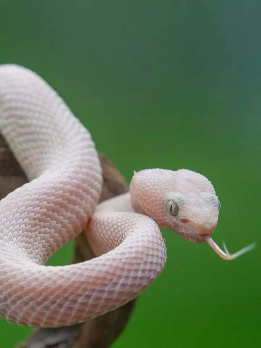 8 pink-coloured snakes that look beautiful but are extremely dangerous ...