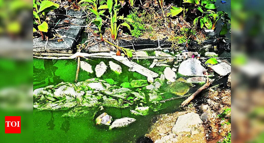 Sewage pollution in Mushkin Cheruvu causing fish fatalities | Hyderabad ...