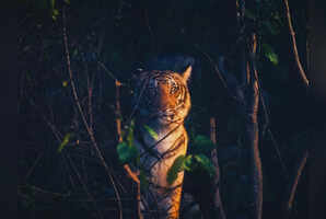 10 Indian national parks that are also Tiger Reserves