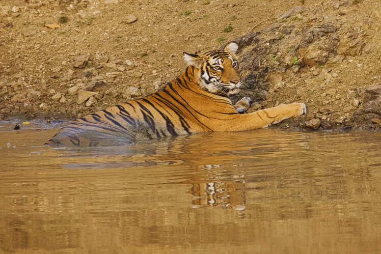 Nagarhole National Park, Karnataka