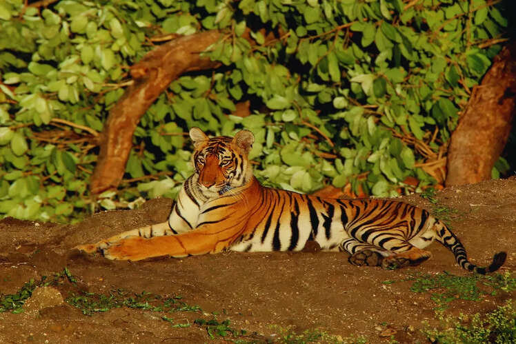 Bandipur National Park, Karnataka