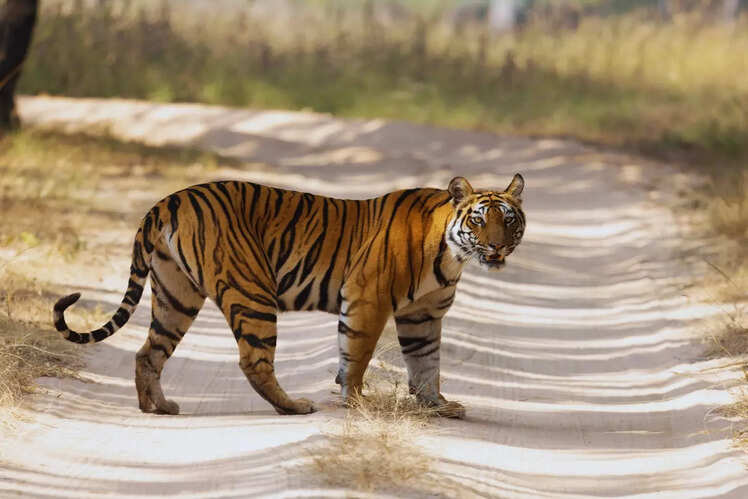 Bandhavgarh National Park, Madhya Pradesh