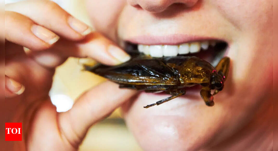 16 insects have been approved as food: Here's the list | - The Times of ...